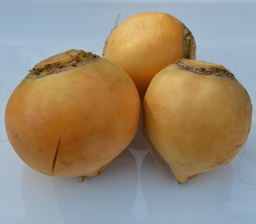 Gold Ball Turnip Seeds