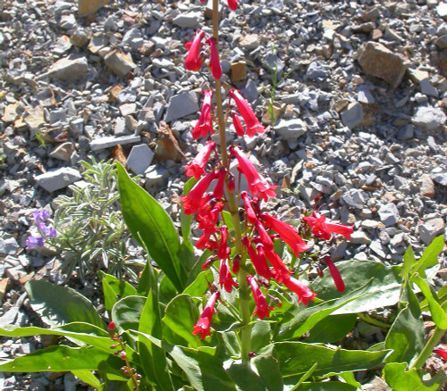 Penstemon eatonii - Firecracker Penstemon Seeds Penstemon eatonii - Firecracker Penstemon Seeds