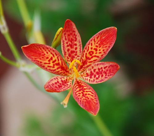 Belamcanda chinensis - Blackberry Lily Seeds