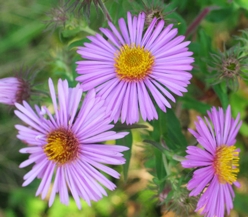 Aster novae-angliae - New England Aster Seeds