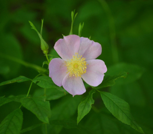 Rosa palustris - Swamp Rose Seeds Rosa palustris - Swamp Rose Seeds