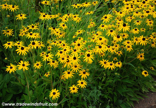 Rudbeckia hirta - Black Eyed Susan Seeds