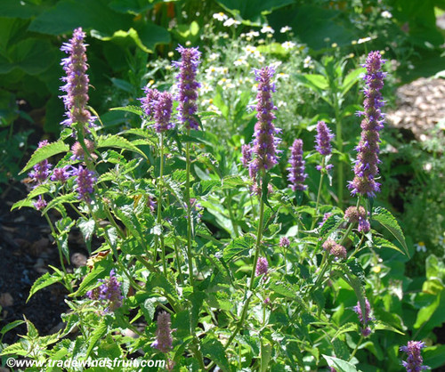 Agastache foeniculum - Anise Hyssop Seeds