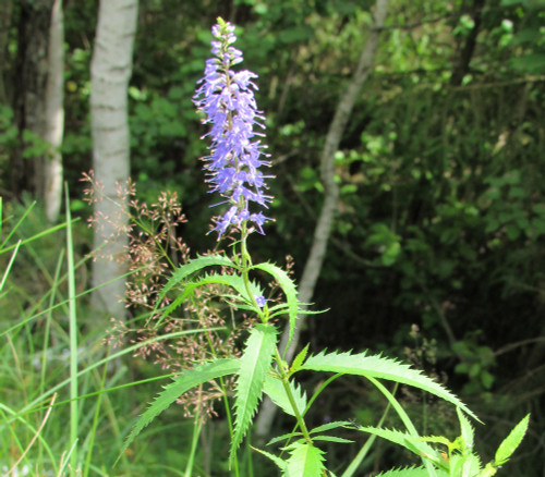 Agastache scrophulariifolia - Purple Giant Hyssop Seeds Agastache scrophulariifolia - Purple Giant Hyssop Seeds