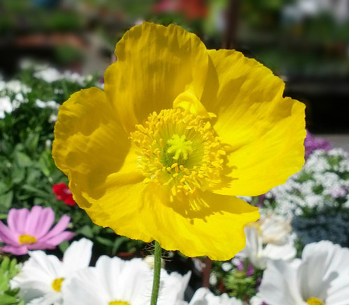 Papaver nudicaule - Iceland Poppy Seeds