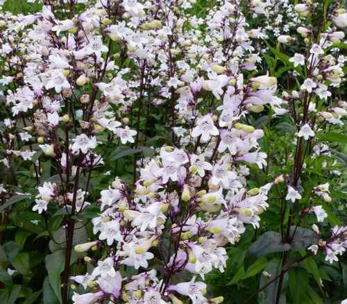 Penstemon digitalis - Foxglove Beardtongue Seeds Penstemon digitalis - Foxglove Beardtongue Seeds