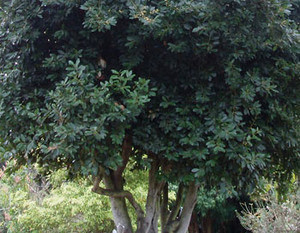 Laurus nobilis - Bay Leaf Seeds