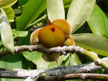 Diospyros discolor - Velvet Apple Seeds