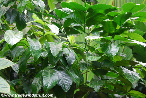 Coffea canephora - Robusta Coffee