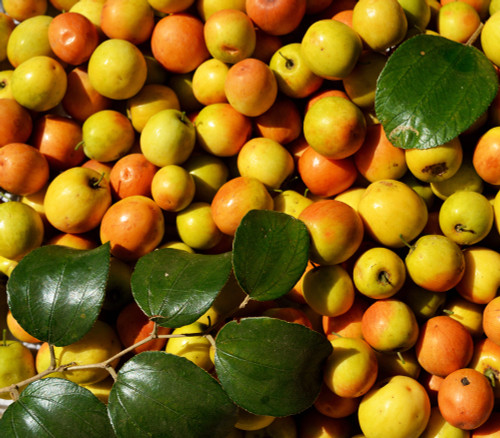 Ziziphus spinosa - Suan Zao Ren Seeds