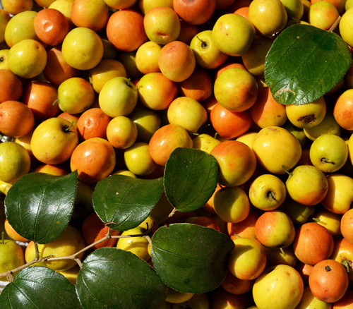 Ziziphus spinosa - Suan Zao Ren Seeds