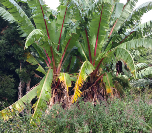 Ensete glaucum - Snow Banana Seeds