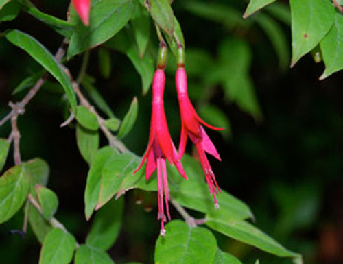 Fuchsia brevilobis - Fuchsia