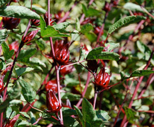 Hibiscus sabdariffa - Roselle Seeds Hibiscus sabdariffa - Roselle Seeds
