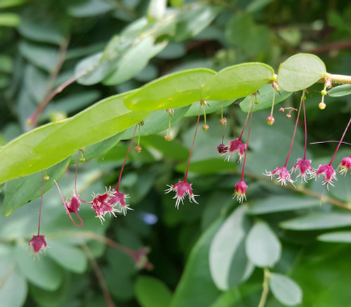 Phyllanthus niruri - Jarmala Seeds Phyllanthus niruri - Jarmala Seeds