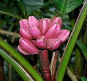 Musa velutina - Pink Velvet Banana Seeds