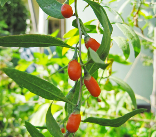 Lycium chinense - Goji Berry Seeds Lycium chinense - Goji Berry Seeds