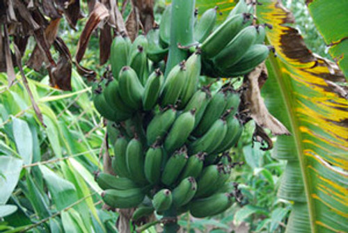 Musa acuminata Colla - Banana