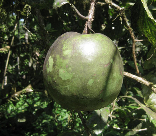 Alibertia patinoi - Borojo Seeds