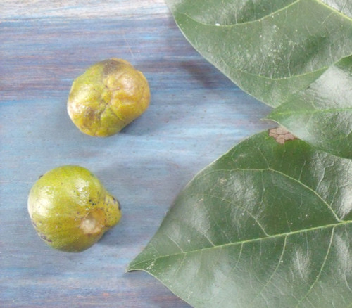 Annona primigenia - Wild Custard Apple Seeds