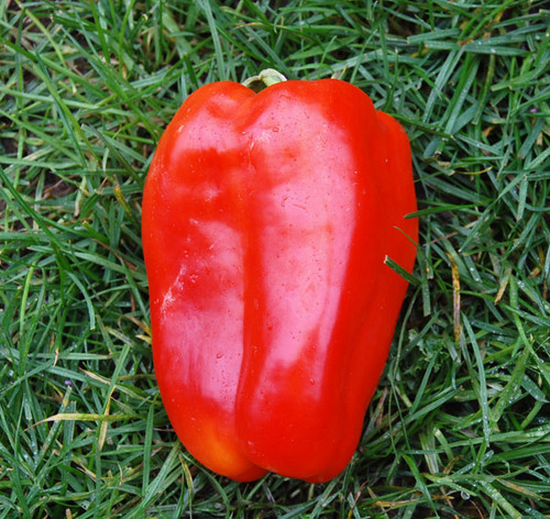 Chinese Giant Pepper Seeds