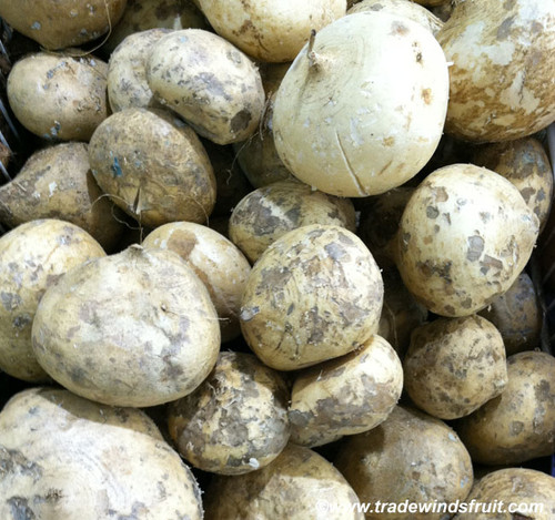 Pachyrhizus erosus - Jicama Seeds Pachyrhizus erosus - Jicama Seeds