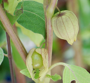 Physalis minima - Sunberry Seeds