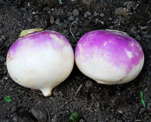 Purple Top White Globe Turnip Seeds Purple Top White Globe Turnip Seeds