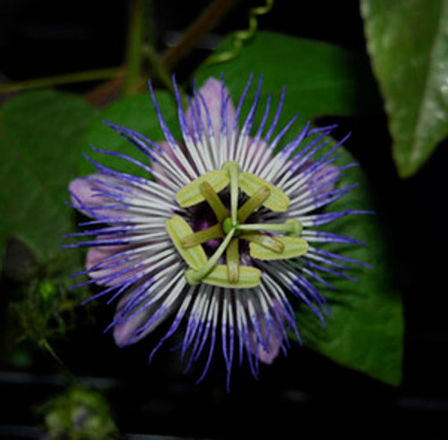 Passiflora foetida - Wild Water Lemon Seeds Passiflora foetida - Wild Water Lemon Seeds