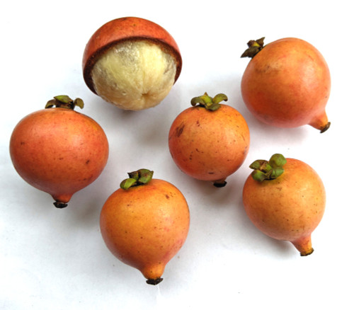 Garcinia hombroniana - Seashore Mangosteen Seeds Garcinia hombroniana - Seashore Mangosteen Seeds