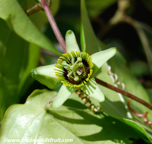 Passiflora coriacea - Bat Leaved Passion Flower