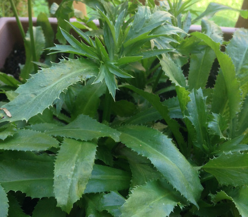 Eryngium foetidum - Culantro Seeds