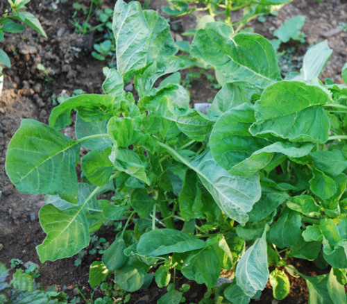 Amaranth, Edible Green Round Leaf Seeds