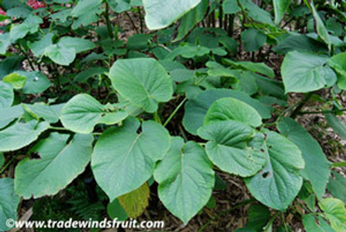 Piper auritum - Mexican Pepperleaf Seeds Piper auritum - Mexican Pepperleaf Seeds