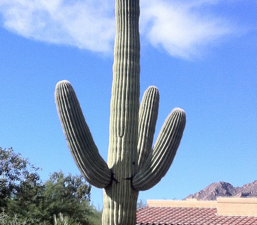 Carnegiea gigantea - Saguaro Cactus Seeds