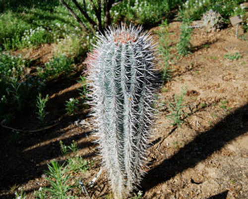 Pachycereus pringlei - Cardon Cactus