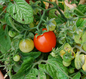 Tiny Tim Tomato Seeds