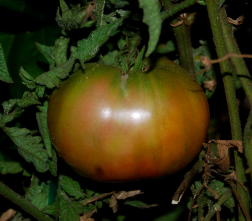 Ananas Noir Tomato Seeds