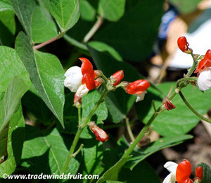 Scarlet Runner Bean Seeds