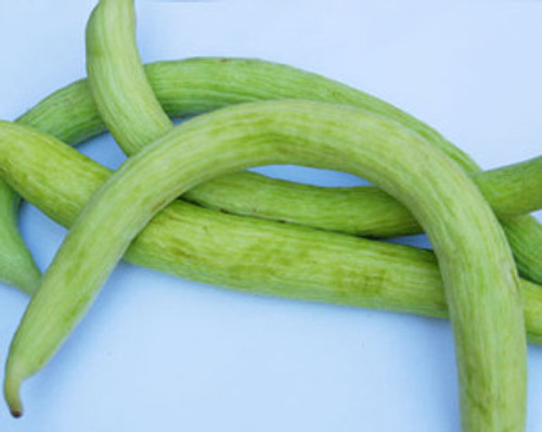 Armenian Cucumber Seeds Armenian Cucumber Seeds