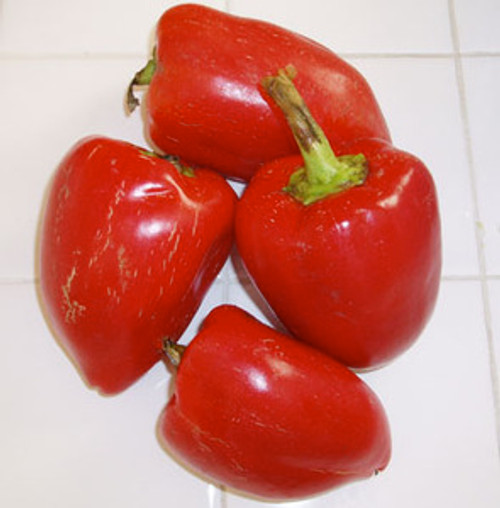 Pimiento Pepper