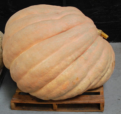 Dill's Atlantic Giant Pumpkin Seeds