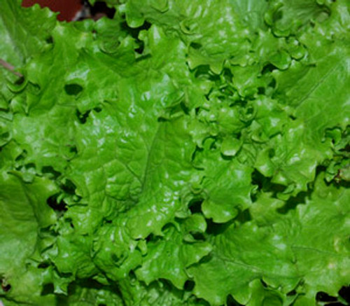 Slobolt Lettuce Seeds Slobolt Lettuce Seeds