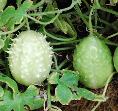 West Indian Gherkin Cucumber Seeds West Indian Gherkin Cucumber Seeds