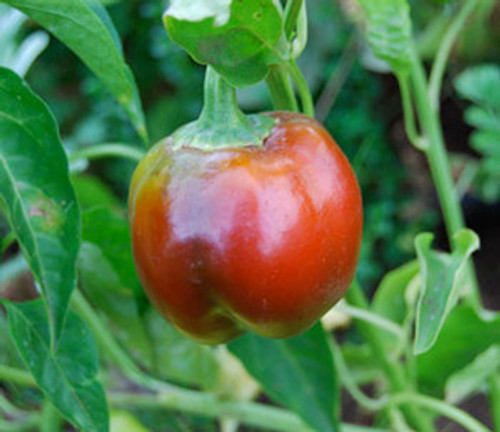 Sheepnose Pepper