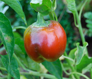Sheepnose Pepper Seeds