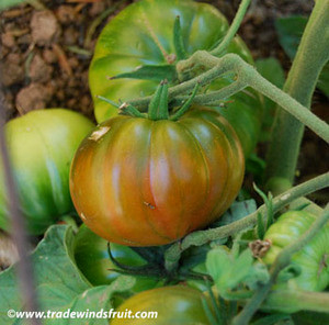 Black Sea Man Tomato Seeds