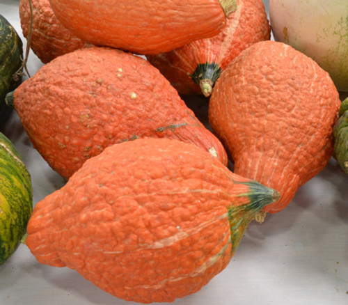 Red Hubbard Squash Seeds
