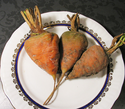 Oxheart Carrot Seeds