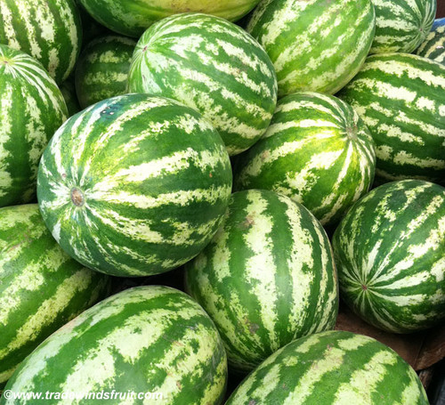Crimson Sweet Watermelon Seeds